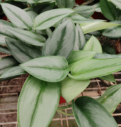 Treubii Moonlight Scindapsus